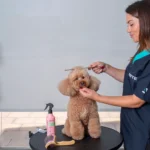 Avanzado de Peluquería Canina