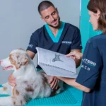 Profesional Peluquería Canina