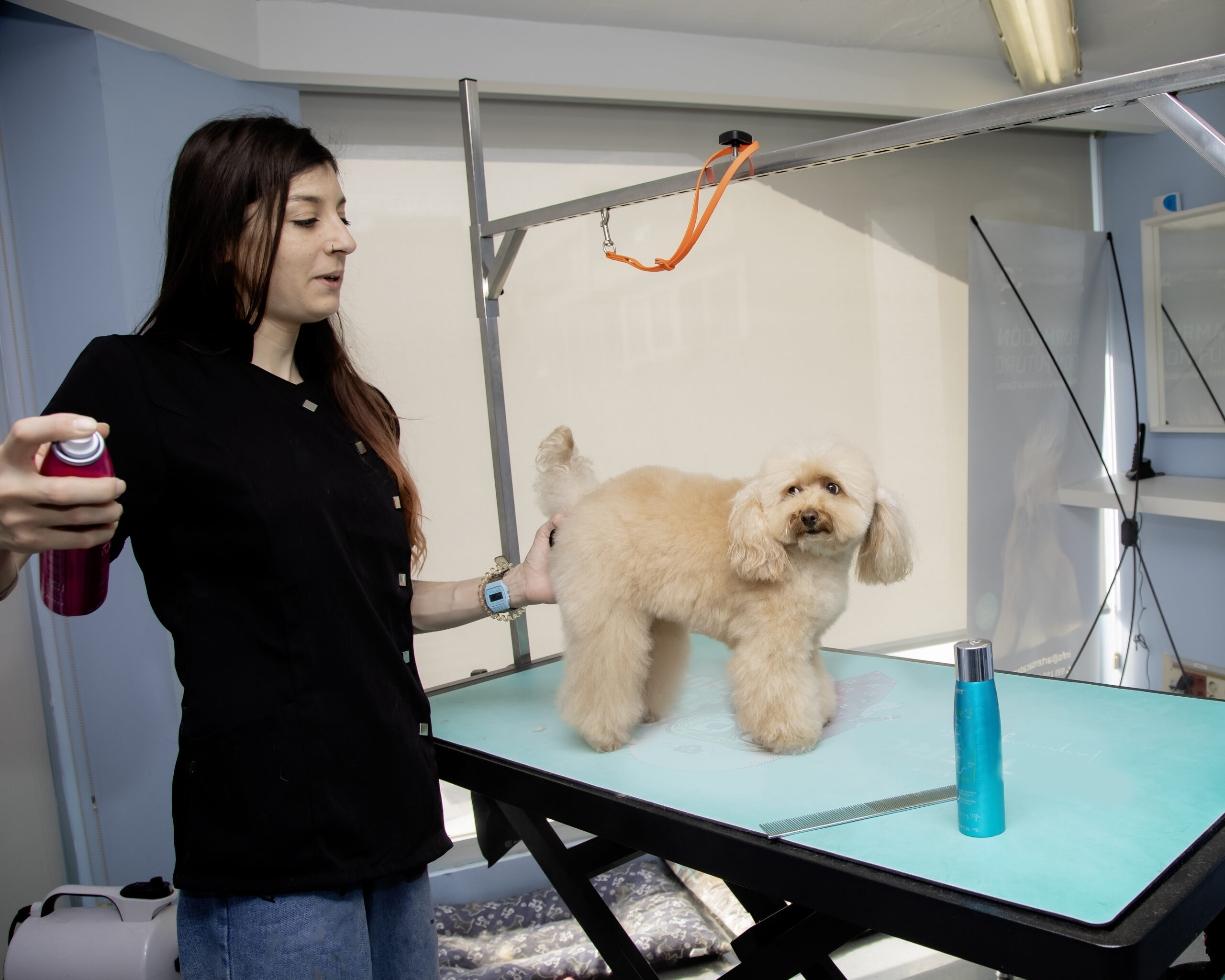 Dog groomer woman applying a spray product to the hair of a poodle dog - Ana Maria Alonso Rubia (Nanina)