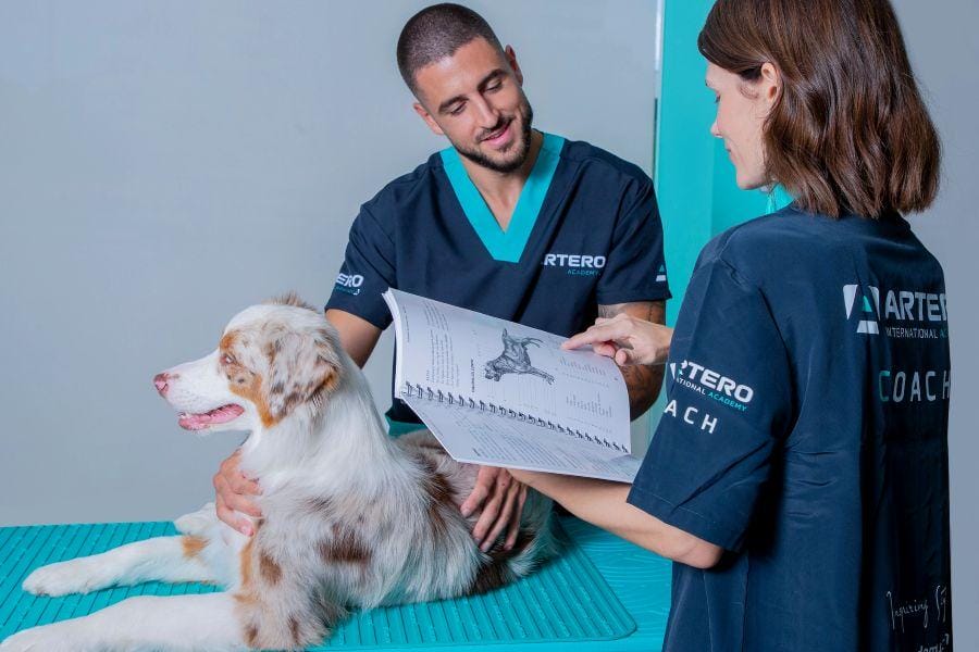 Cursos de peluquería canina